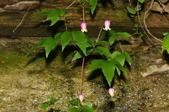 Northern leatherflower, vase-vine
