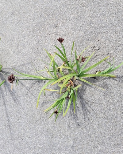 Falcate rush (Juncus falcatus)