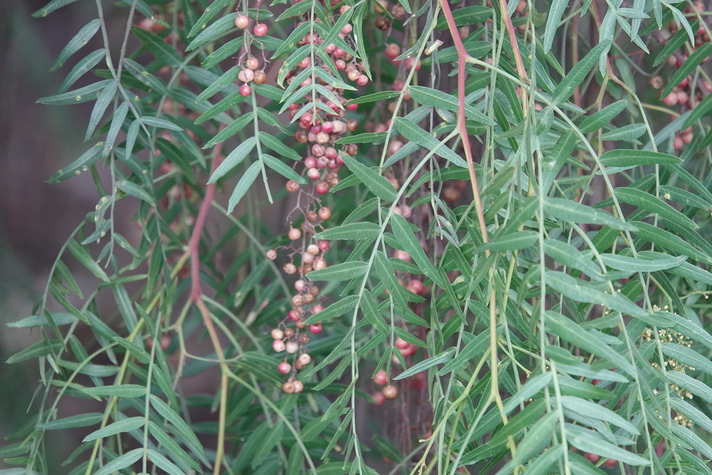 Peruvian Pepper Tree from Puebla, Mexico on December 11, 2023 at 03:05 ...