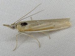 Pima albiplagiatella