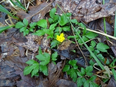 Ranunculus hispidus hispidus