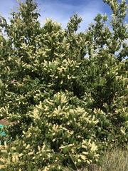 Prunus ilicifolia lyonii