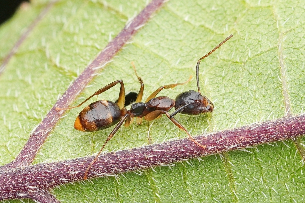Dolichoderus diversus