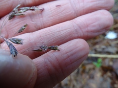 Poa cuspidata