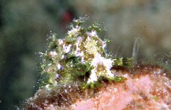 Image of Marionia olivacea