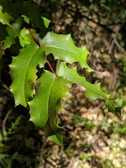 Berberis pinnata pinnata