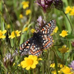 Euphydryas editha bayensis