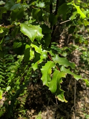 Berberis pinnata pinnata