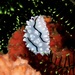 Phyllidiella rudmani - Photo (c) Mike Krampf,  זכויות יוצרים חלקיות (CC BY-NC), הועלה על ידי Mike Krampf