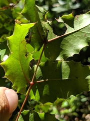 Berberis pinnata pinnata