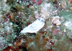 Goniodoris