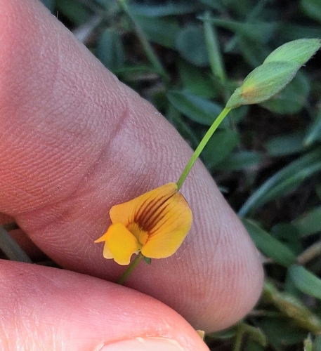 Image of Zornia dyctiocarpa by (c) Greg Tasney, some rights reserved (CC BY-SA)
