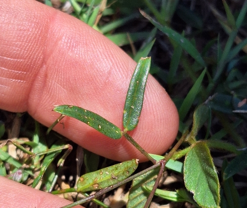Image of Zornia dyctiocarpa by (c) Greg Tasney, some rights reserved (CC BY-SA)