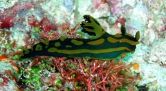 Tambja gabrielae