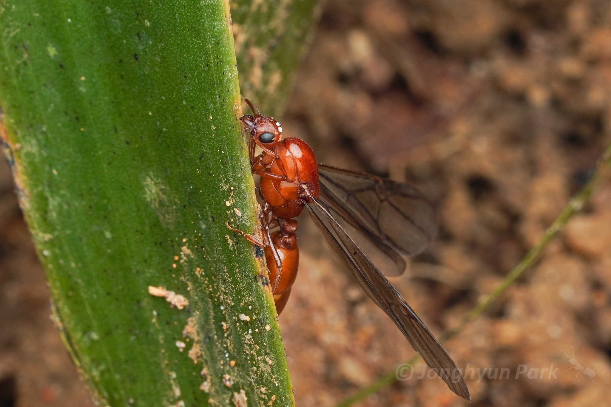 Carebara bicarinata