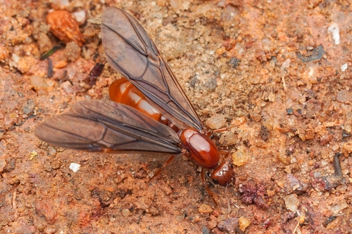 Carebara bicarinata