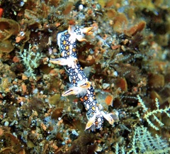 Bornella anguilla