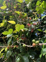Coffea arabica image