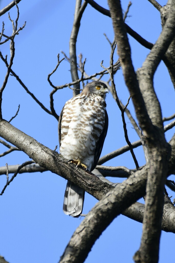 Crested Goshawk from 杭州植物园 on December 17, 2023 at 09:39 AM by rhinolin ...