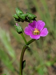Calandrinia breweri