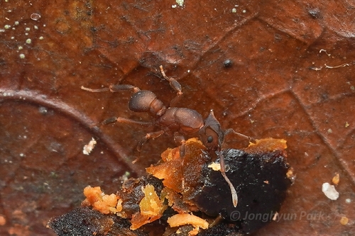 Cyphomyrmex laevigatusCyphomyrmex laevigatus