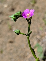 Calandrinia breweri