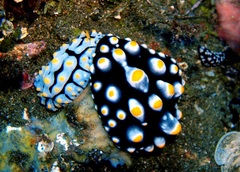 Phyllidia madangensis