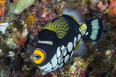 Clown Triggerfish photo 4