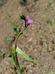 Calandrinia breweri