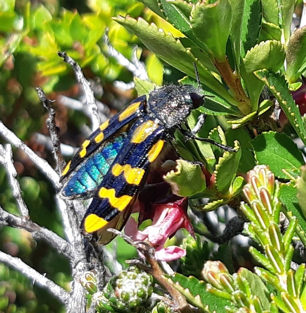 Conognatha germaini