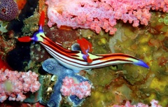 Nembrotha