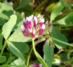 Trifolium gracilentum