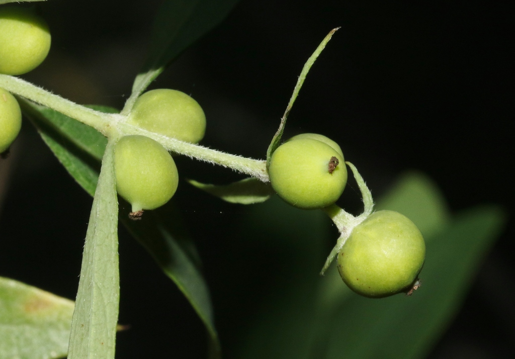 Garrya salicifolia