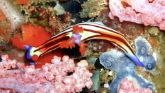 Nembrotha