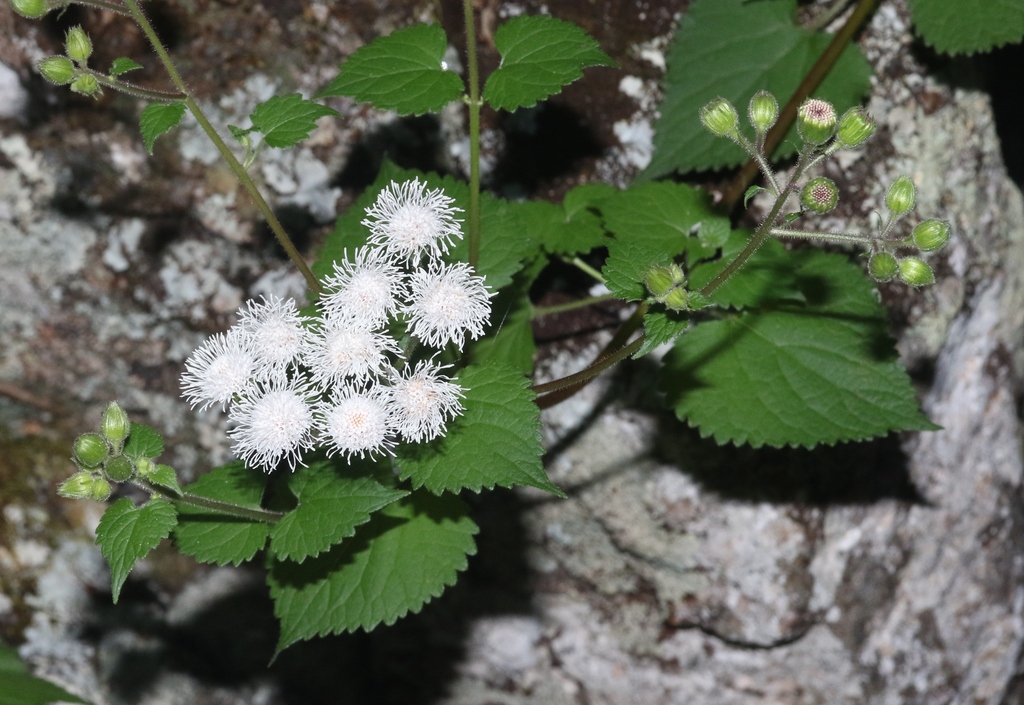 Ageratina viscosissima