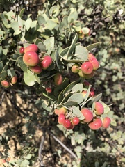 Arctostaphylos luciana