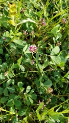Trifolium gracilentum