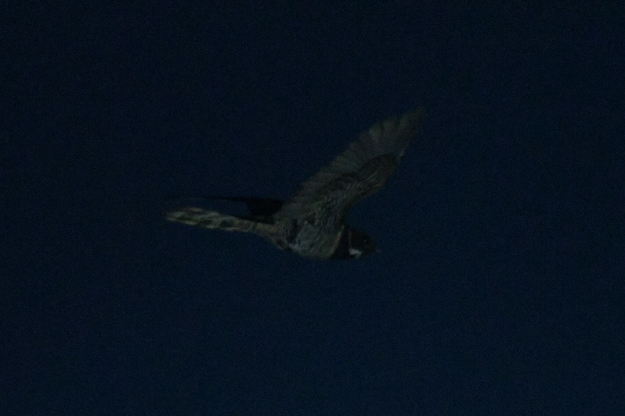 Great Eared Nightjar