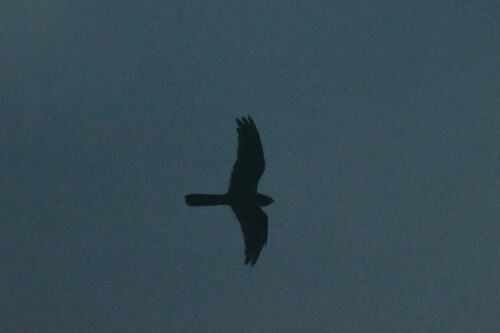 Great Eared Nightjar (Lyncornis macrotis), photo 8