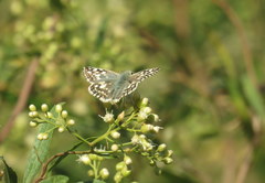 Heliopetes americanus bellatrix