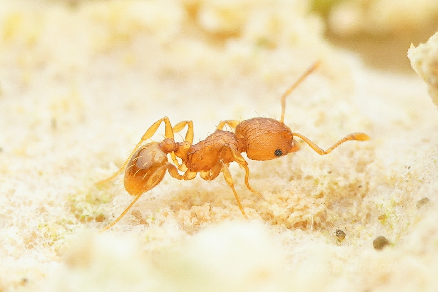 Wasmannia rochai