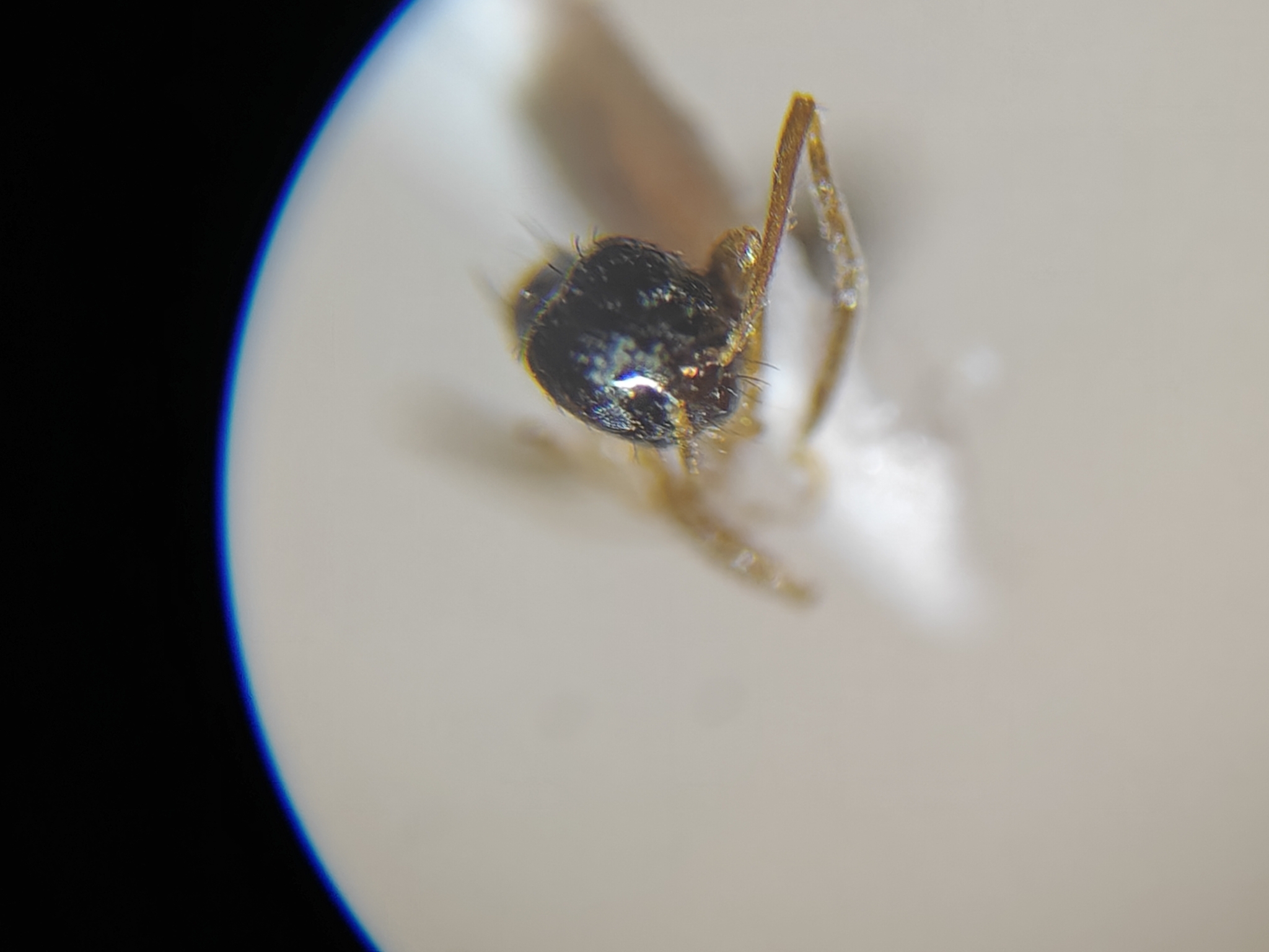 Nylanderia concinna