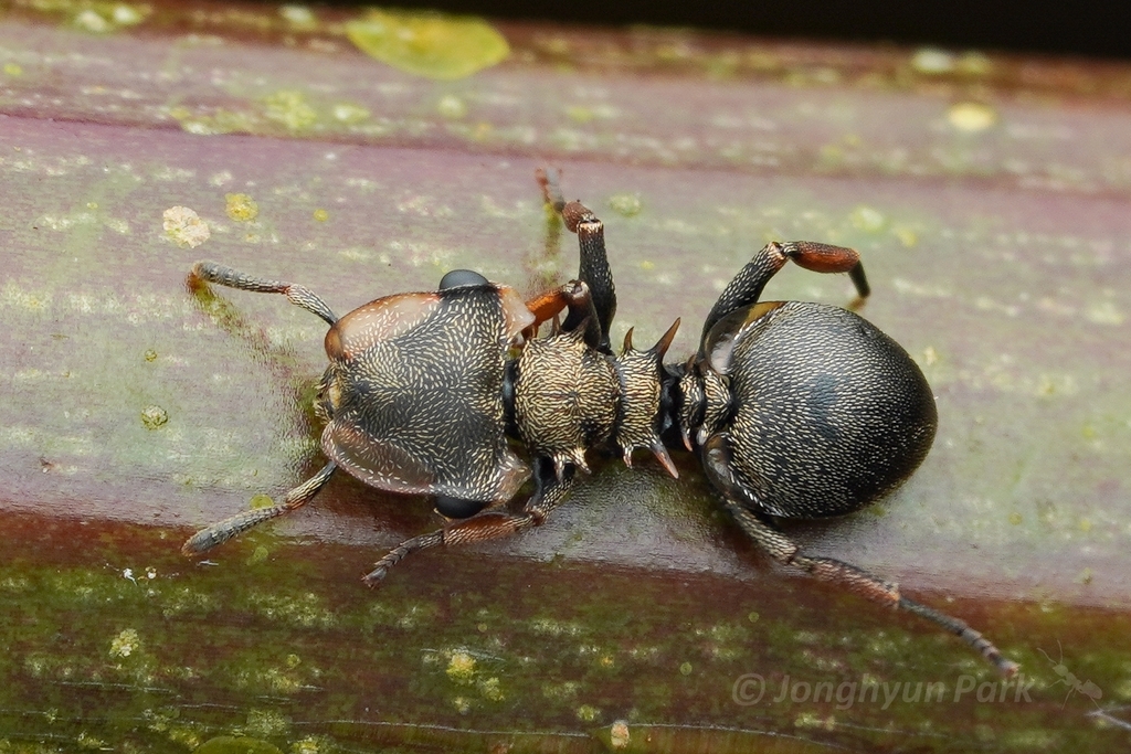 Cephalotes spinosus