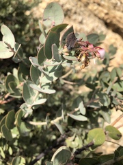 Arctostaphylos luciana