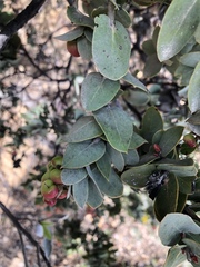 Arctostaphylos luciana
