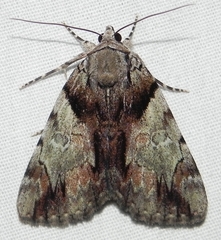 Catocala crataegi
