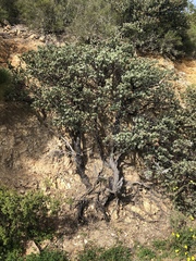 Arctostaphylos luciana