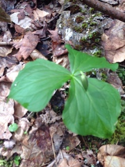 Trillium