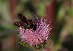 Xylocopa virginica krombeini