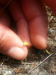 Alchemilla occidentalis